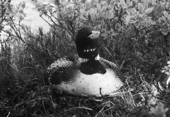 Black-throated loon