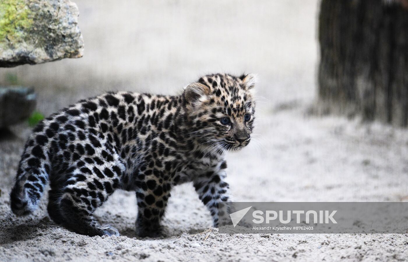 Russia Zoo Leopard Cub