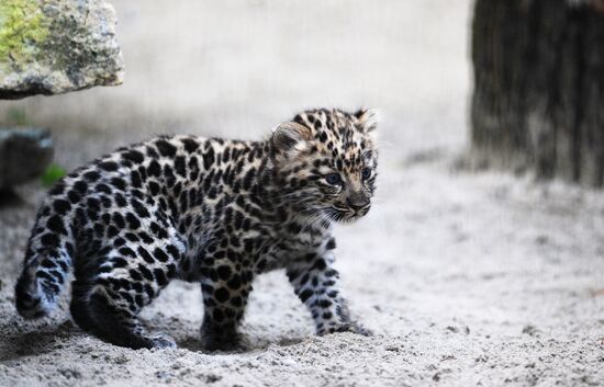 Russia Zoo Leopard Cub