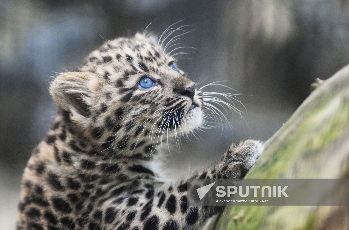 Russia Zoo Leopard Cub