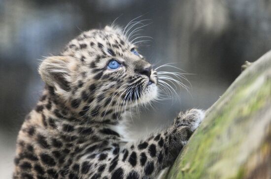 Russia Zoo Leopard Cub