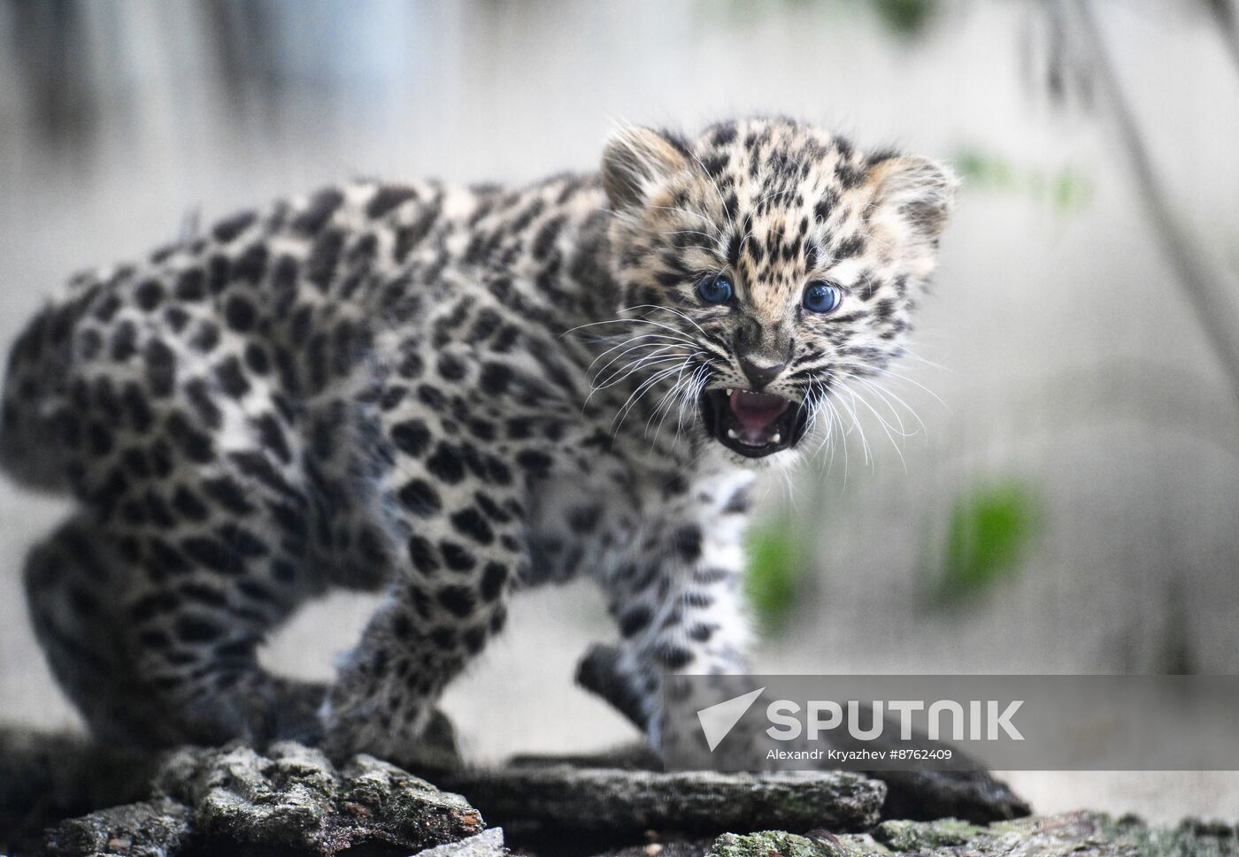 Russia Zoo Leopard Cub