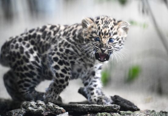 Russia Zoo Leopard Cub