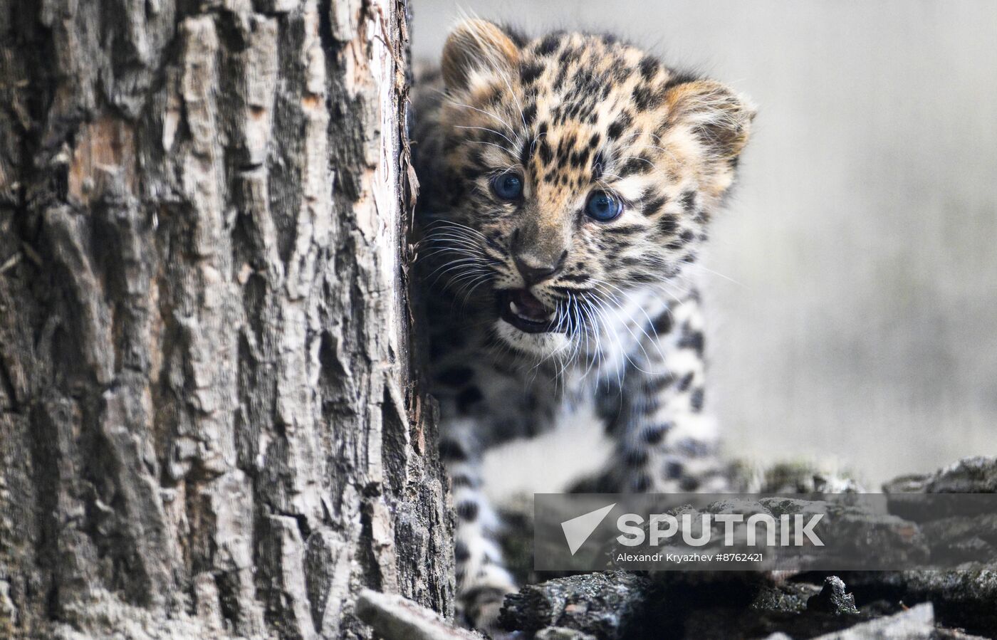 Russia Zoo Leopard Cub