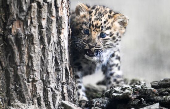 Russia Zoo Leopard Cub