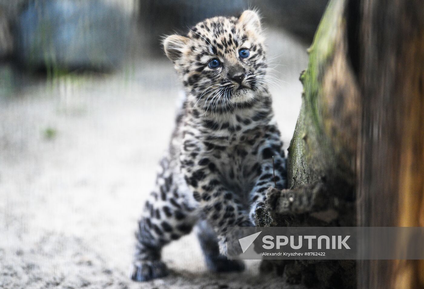 Russia Zoo Leopard Cub