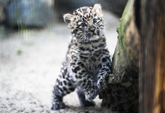 Russia Zoo Leopard Cub