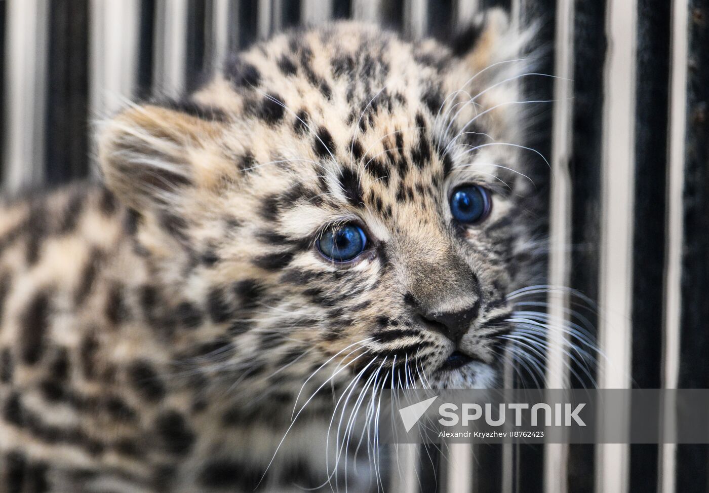 Russia Zoo Leopard Cub