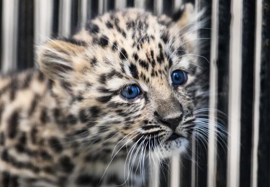 Russia Zoo Leopard Cub