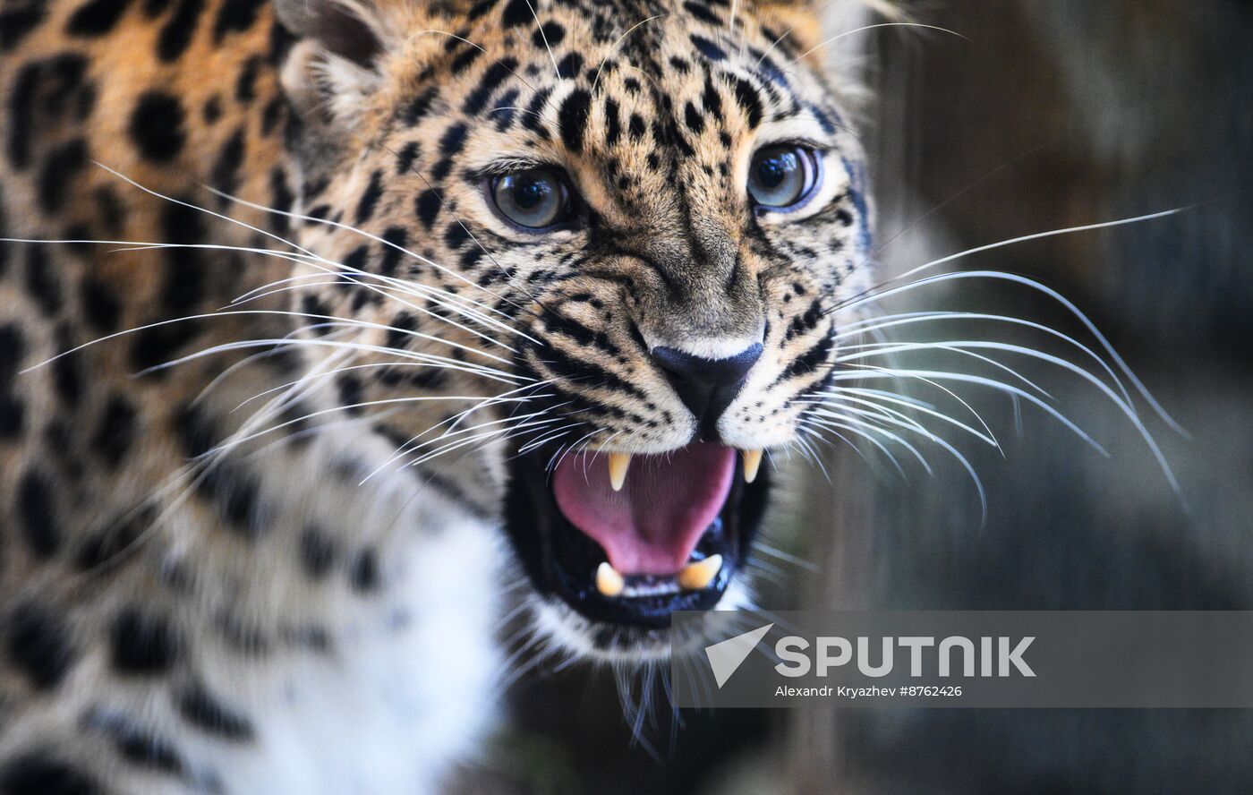 Russia Zoo Leopard Cub