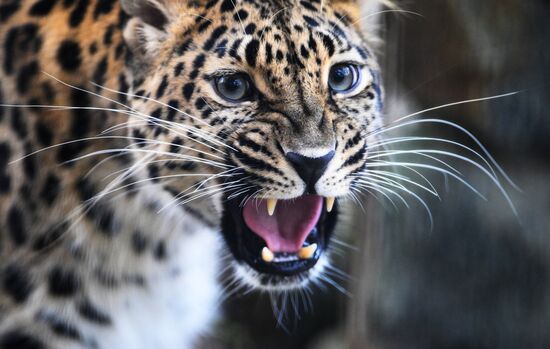 Russia Zoo Leopard Cub