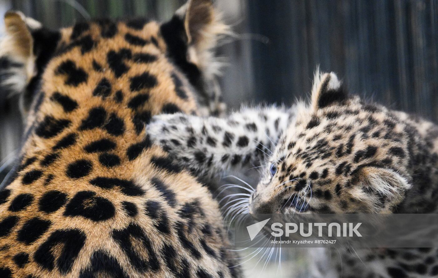 Russia Zoo Leopard Cub