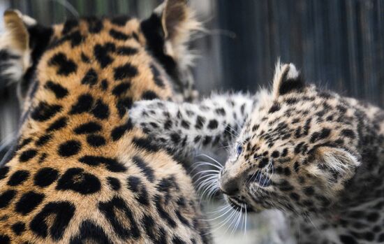 Russia Zoo Leopard Cub