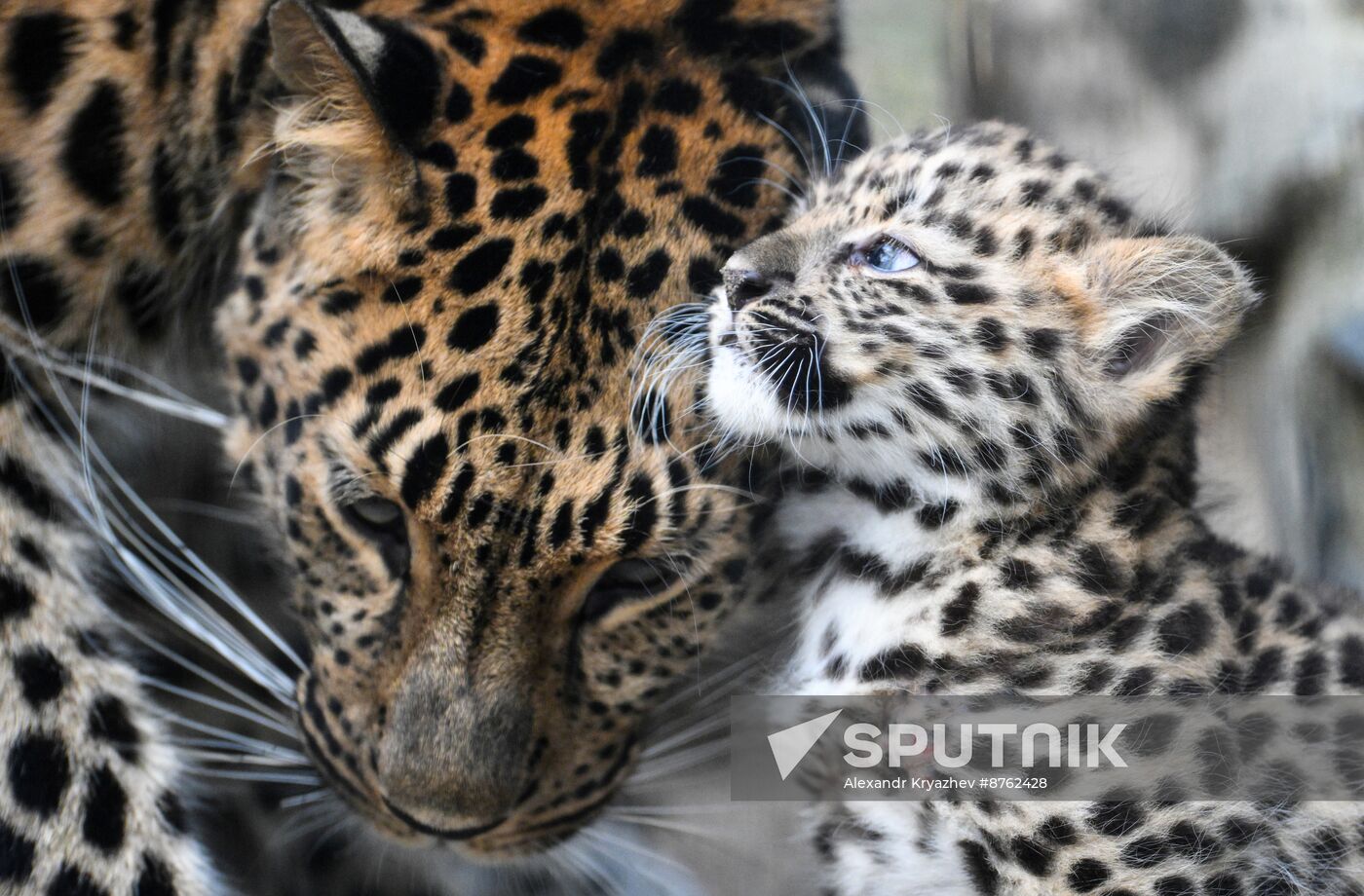 Russia Zoo Leopard Cub