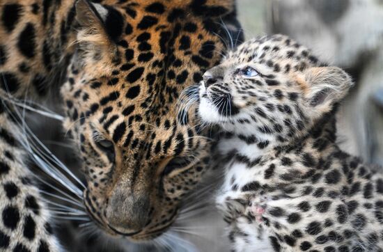 Russia Zoo Leopard Cub