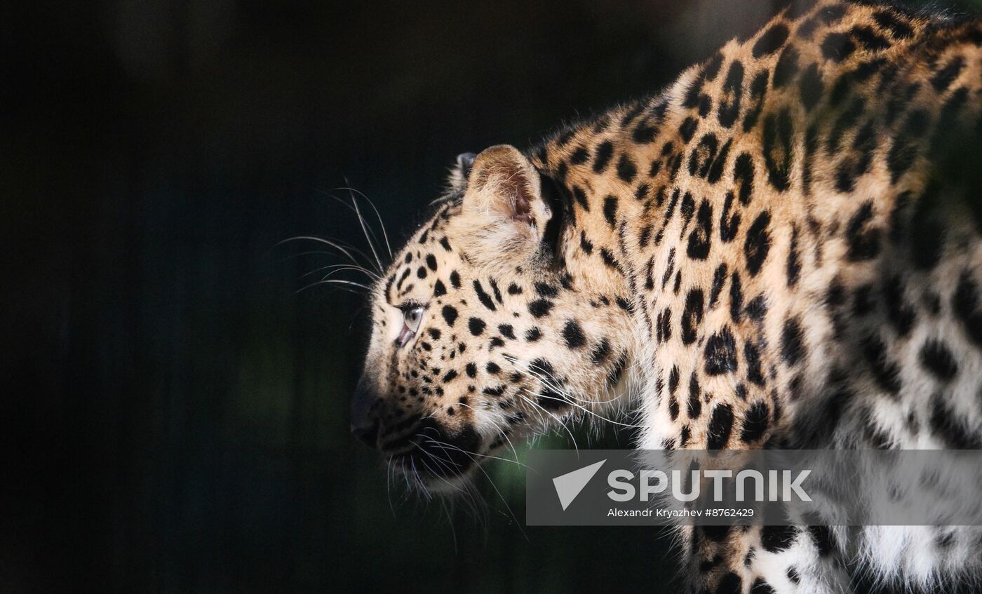 Russia Zoo Leopard Cub