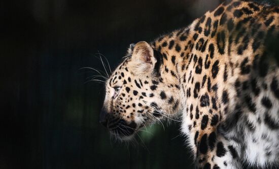 Russia Zoo Leopard Cub