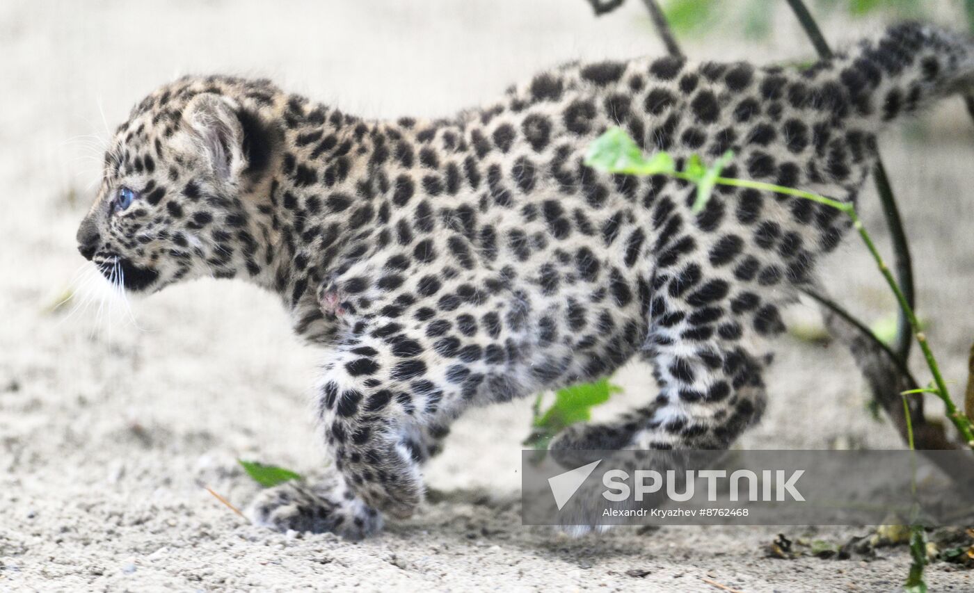 Russia Zoo Leopard Cub