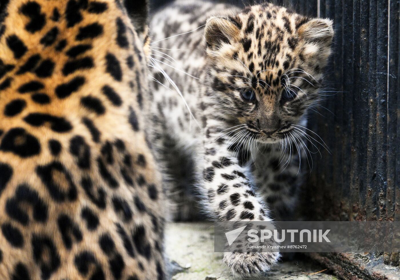 Russia Zoo Leopard Cub