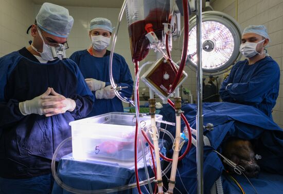 Russia Science Donor Heart Long-Term Conditioning
