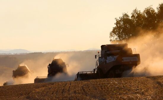 Russia Agriculture Wheat Harvesting