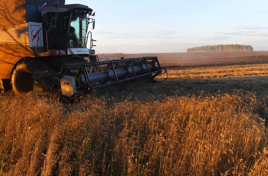 Russia Agriculture Wheat Harvesting