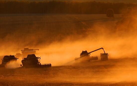 Russia Agriculture Wheat Harvesting