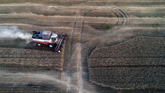 Russia Agriculture Wheat Harvesting