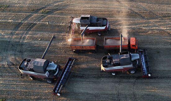 Russia Agriculture Wheat Harvesting