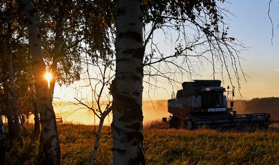 Russia Agriculture Wheat Harvesting