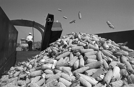 Kuban collective farm, Crimean region