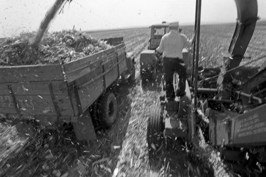 Kuban collective farm, Crimean region