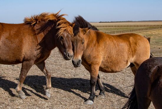 Russia Kherson Region Nature Reserve