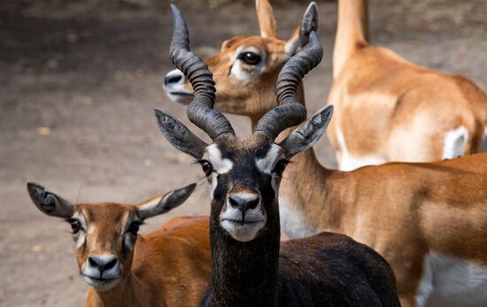 Russia Kherson Region Nature Reserve