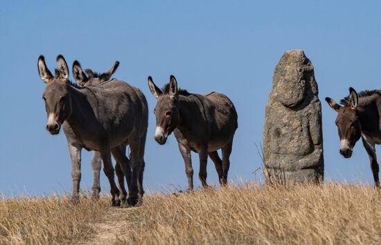 Russia Kherson Region Nature Reserve