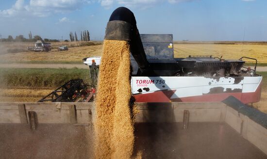 Russia Rice Harvesting