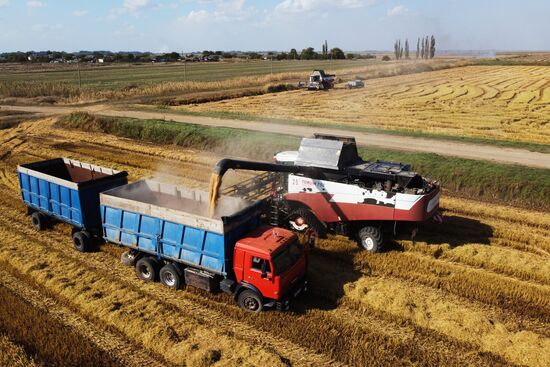 Russia Rice Harvesting
