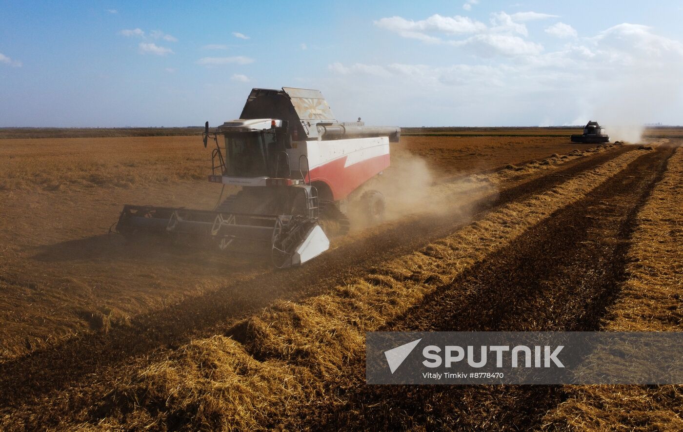 Russia Rice Harvesting