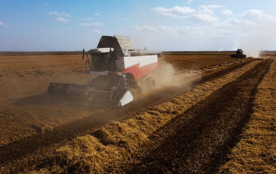 Russia Rice Harvesting