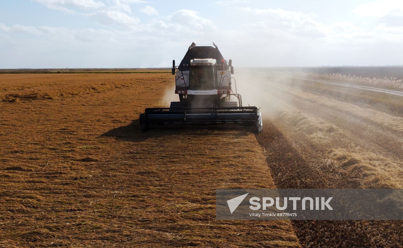 Russia Rice Harvesting