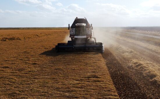 Russia Rice Harvesting