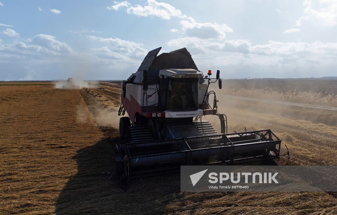 Russia Rice Harvesting