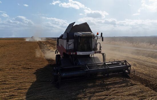 Russia Rice Harvesting