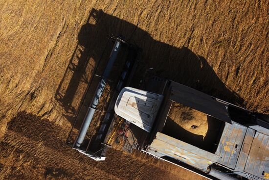 Russia Rice Harvesting