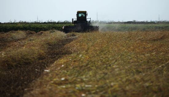 Russia Rice Harvesting