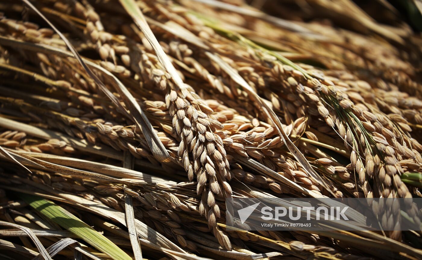 Russia Rice Harvesting