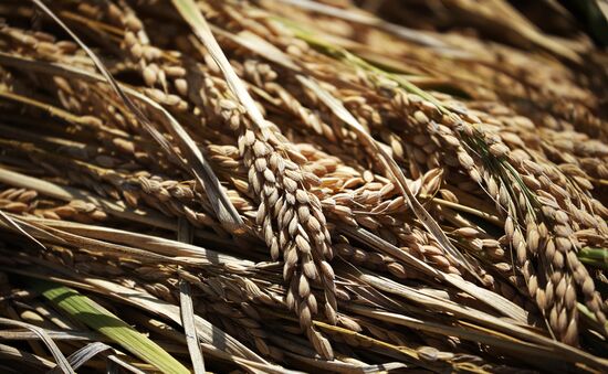 Russia Rice Harvesting