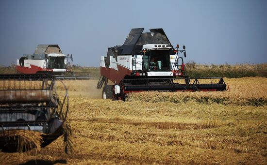 Russia Rice Harvesting