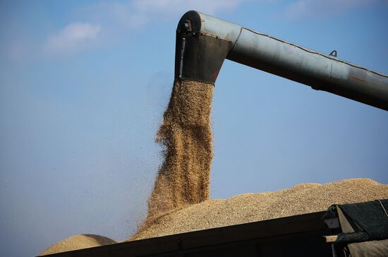 Russia Rice Harvesting