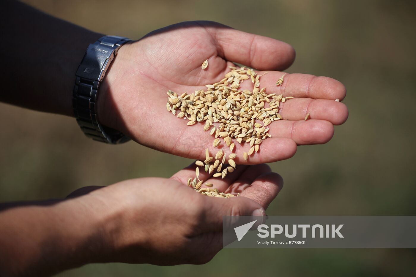 Russia Rice Harvesting